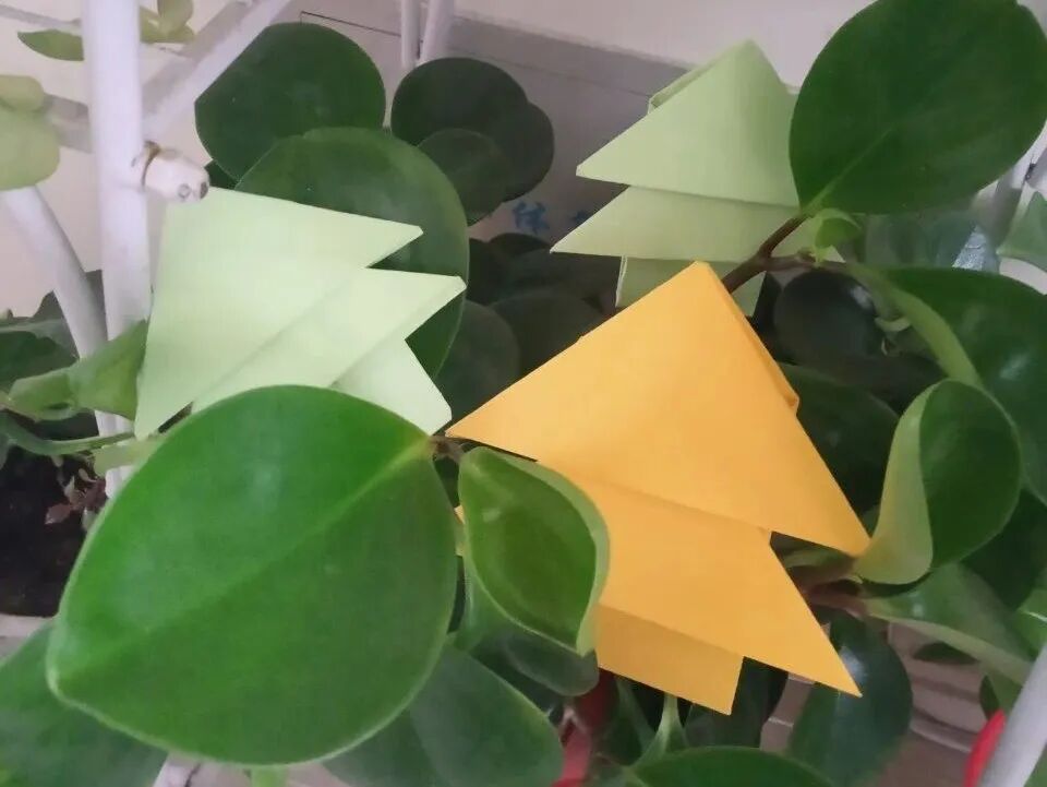 【火一动态】3.12战疫情，守绿意—火一娃巧手“造林”