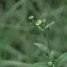 火一动态|笔端生芳华 情满中秋月|| 火炬一小教师节/中秋节“双节”庆祝活动