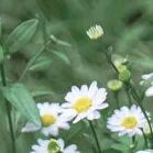 火一动态|笔端生芳华 情满中秋月|| 火炬一小教师节/中秋节“双节”庆祝活动